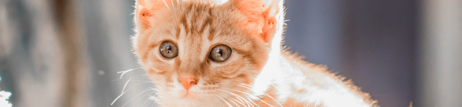 Cirugía mínima invasión madrid veterinaria
