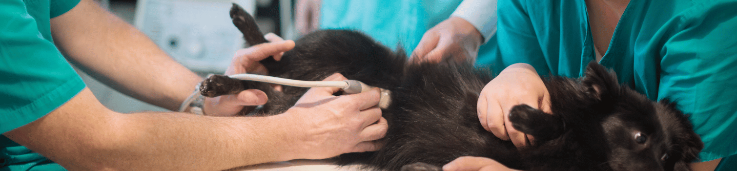 ecografia clinica veterinaria madrid