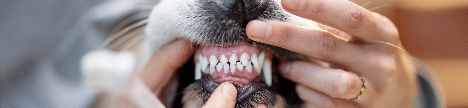 odontologia veterinaria madrid