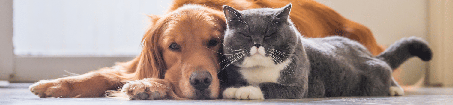 oncologia veterinaria madrid (1)