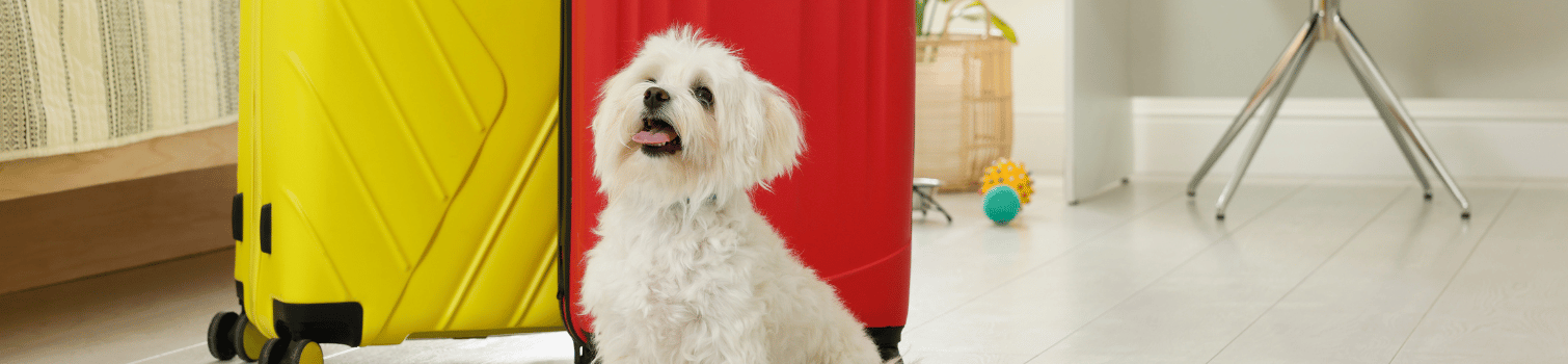 pasaporte mascota madrid