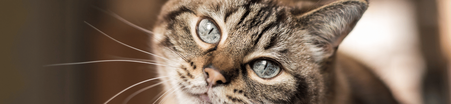 planes de salud gatos perros en madrid