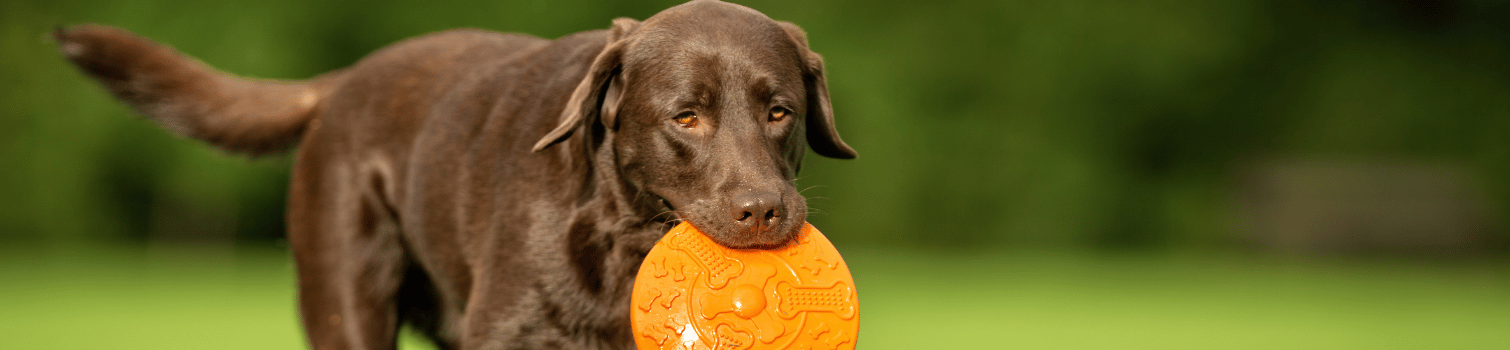 traumatologia clinica veterinaria madrid