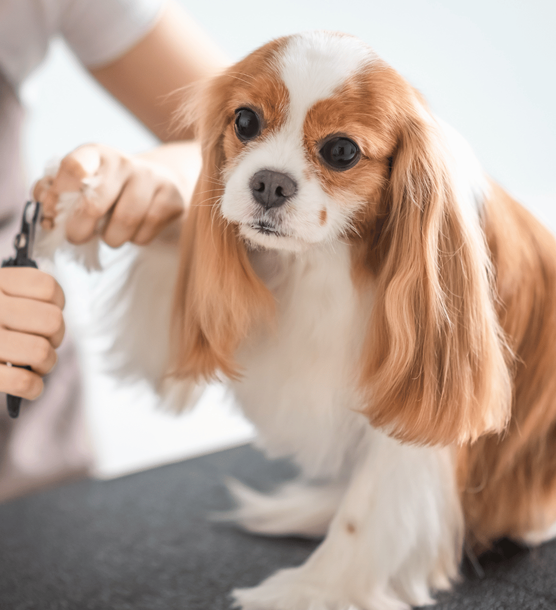 mejor peluqueria mascotas madrid