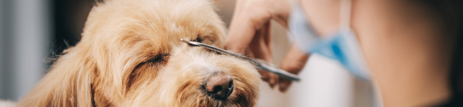 opiniones peluqueria mascotas madrid