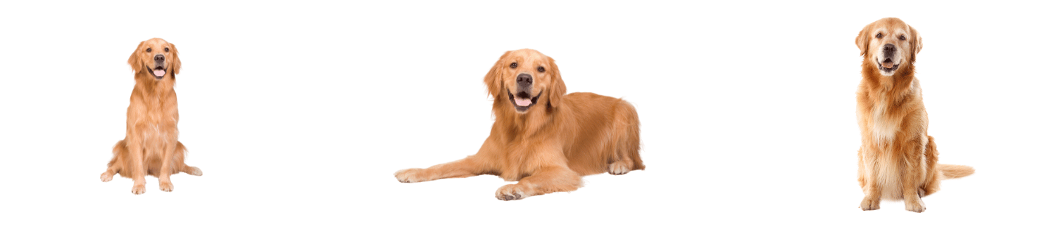 peluqueria Golden Retriever madrid