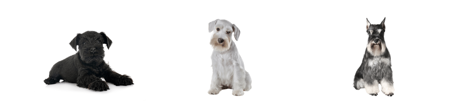 peluqueria Schnauzer madrid