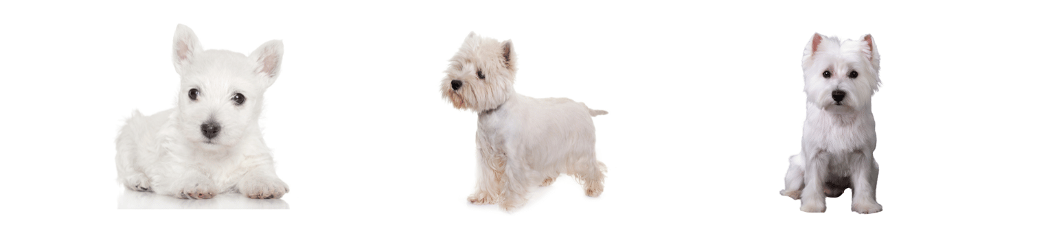 peluqueria West Highland White Terrier madrid