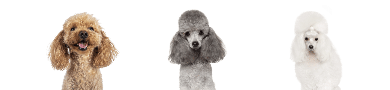 peluqueria caniche madrid